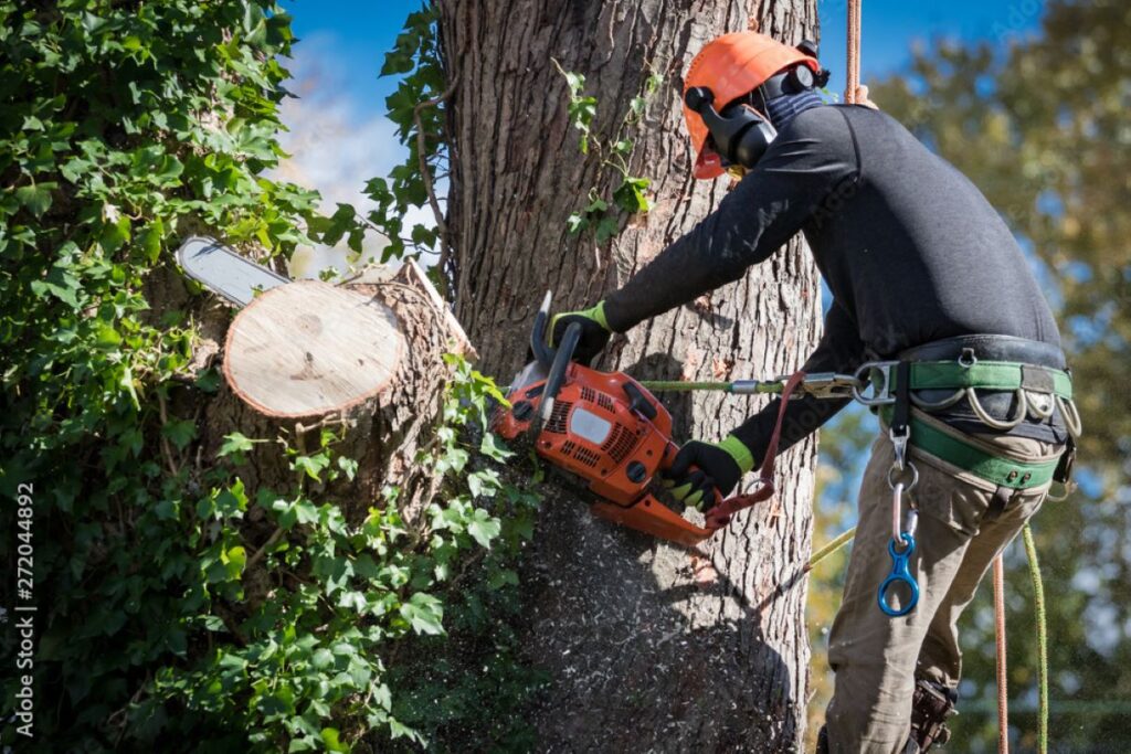 tree removal central coast