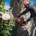 Affordable and Reliable Tree Removal in the Central Coast