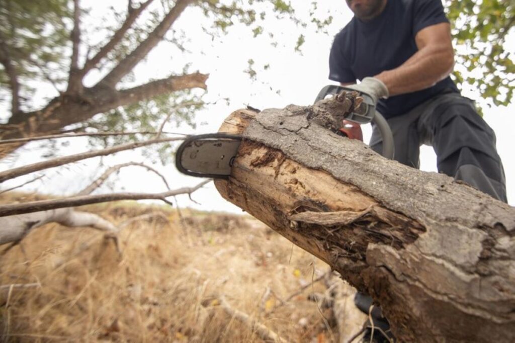 tree removal central coast