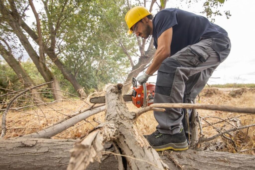 tree removal central coast